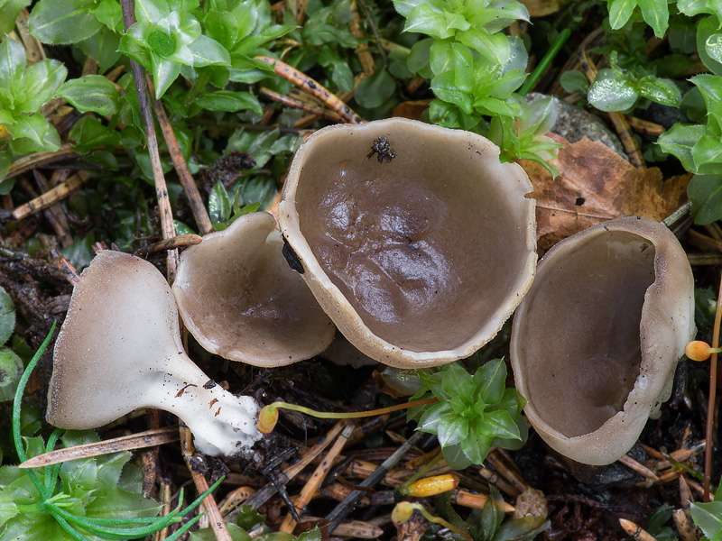 Helvella confusa